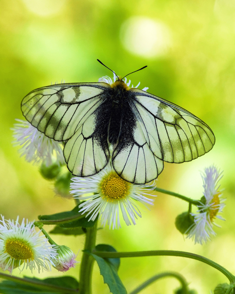 ウスバシロチョウ by Kazu t （ID：13507116） - 写真共有サイト:PHOTOHITO