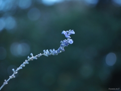 hana1