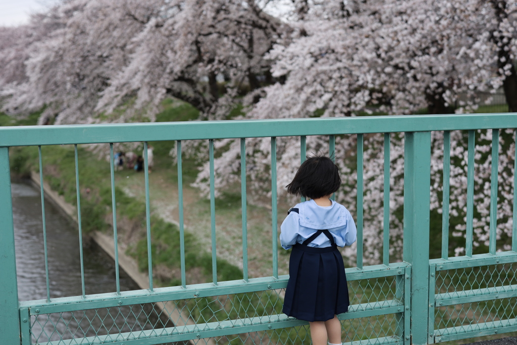 さくら