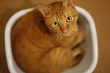 ねこおけ