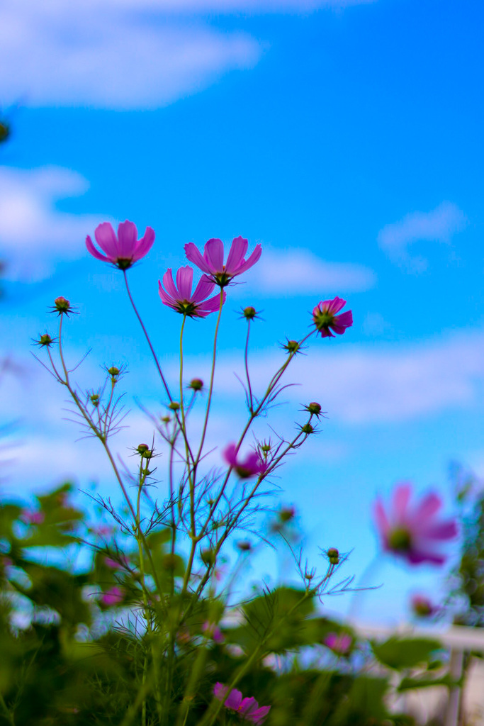 コスモス