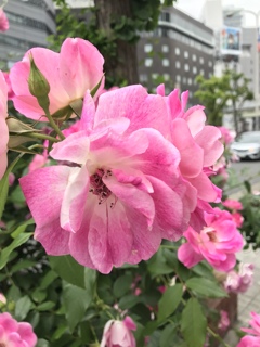 歩道の花