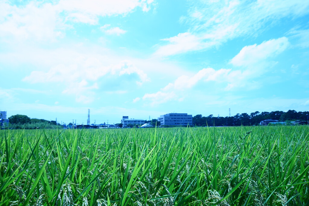 ちょっと懐かしい田園風景