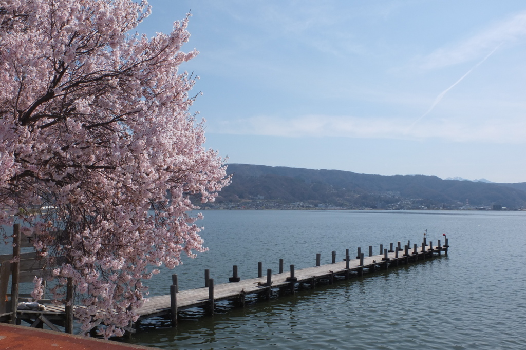 諏訪湖の桜