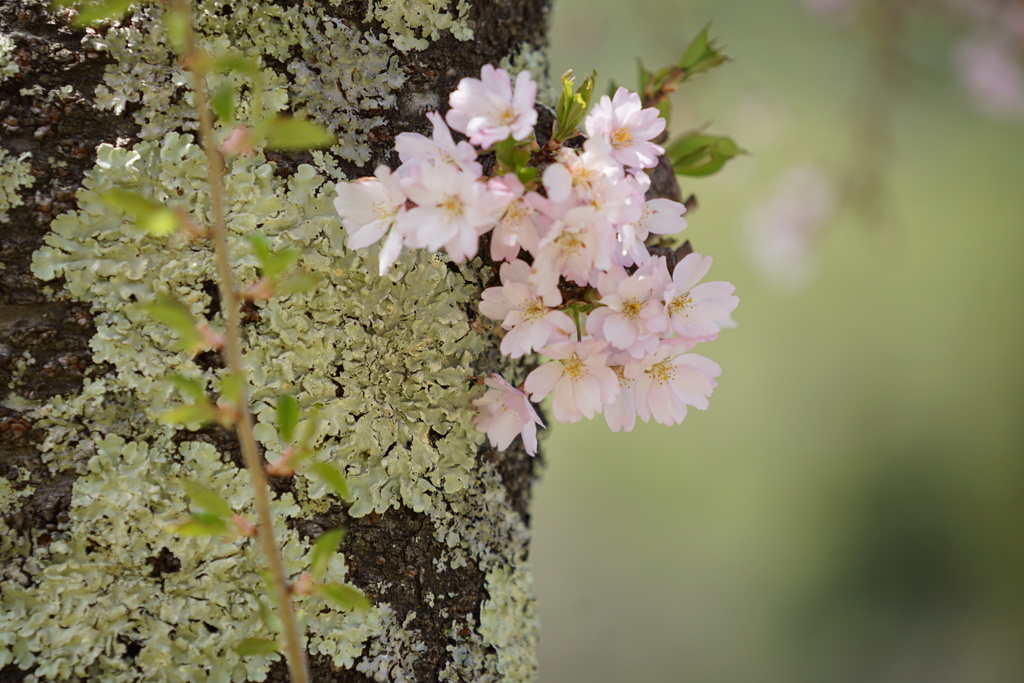 老木桜