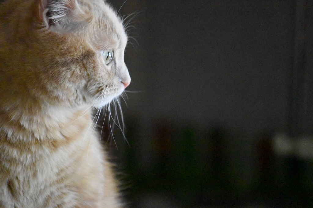 猫