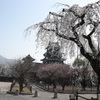 桜　松本城
