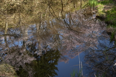 高遠城址　池の桜