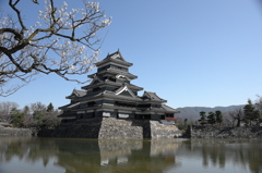 梅　松本城