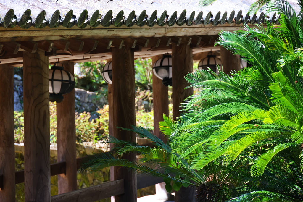 長谷寺の登廊とソテツ