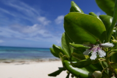宮古島の砂浜に咲くクサトベラの花
