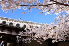 元興寺禅室の甍と桜