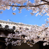 元興寺禅室の甍と桜