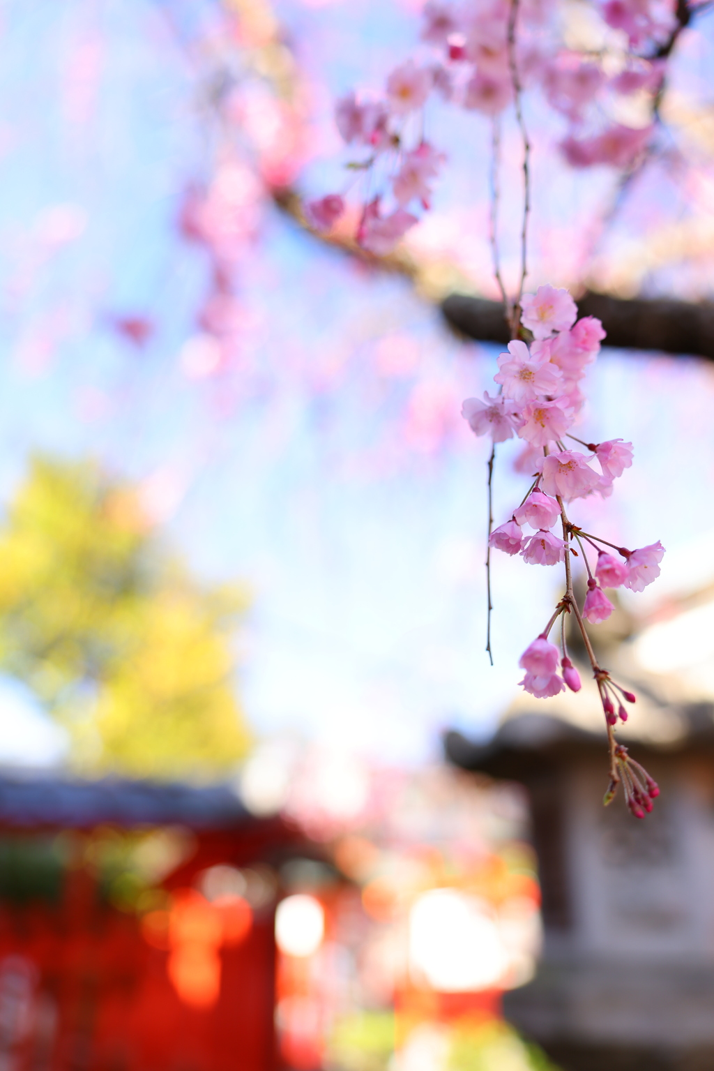 奈良町の御霊神社境内にてしだれ桜
