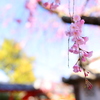 奈良町の御霊神社境内にてしだれ桜