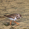 亀津の大瀬川河口のキョウジョシギ