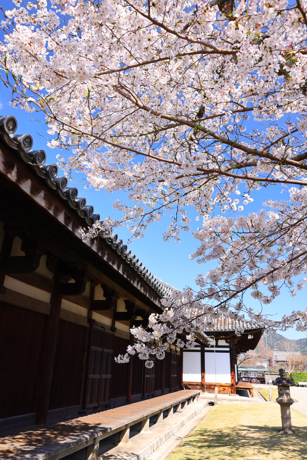 禅室前の桜