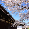 禅室前の桜