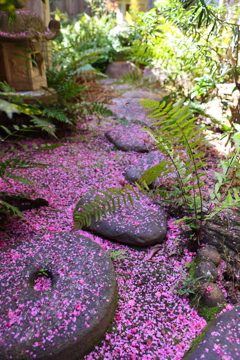 飛び石と敷き詰められた梅の落花