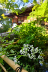 古寺とヒヨドリソウの花
