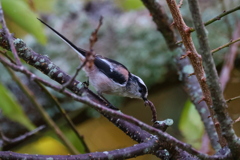 奈良公園で虫取りしているエナガさん