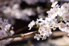 木漏れ日の桜