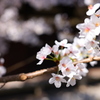 木漏れ日の桜