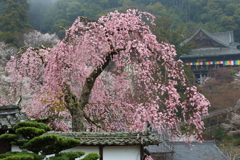 長谷寺の春