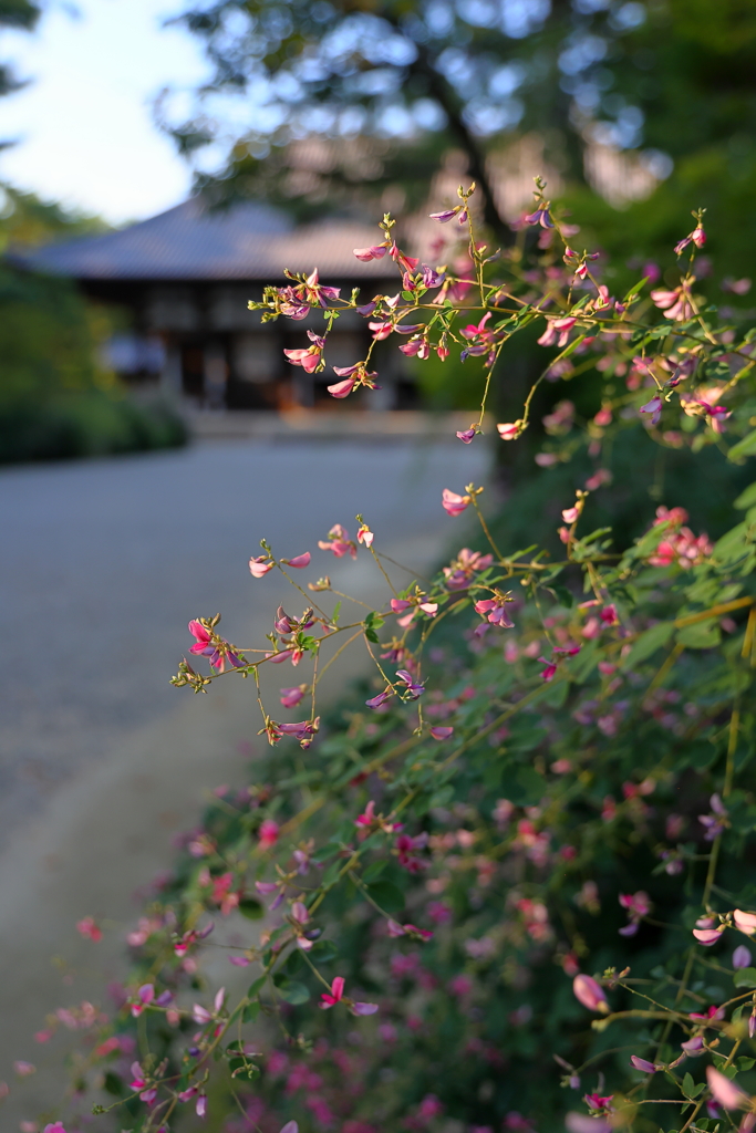 午後の陽をあびて、唐招提寺の萩