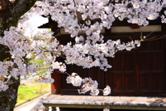 元興寺極楽房の禅室前の桜