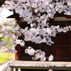 元興寺極楽房の禅室前の桜