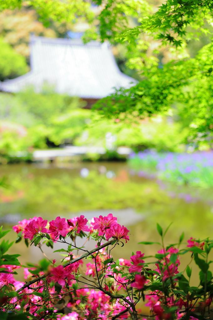 ツツジ咲く山の辺の古寺