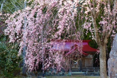 桜と神社①