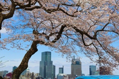 春の仙台市街