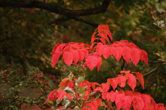 真紅の秋