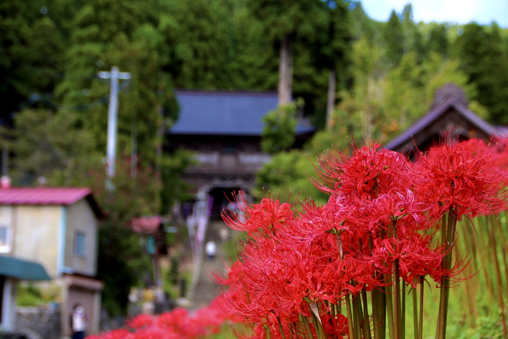 慈恩寺と彼岸花