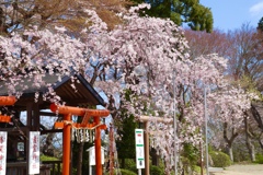桜と神社②