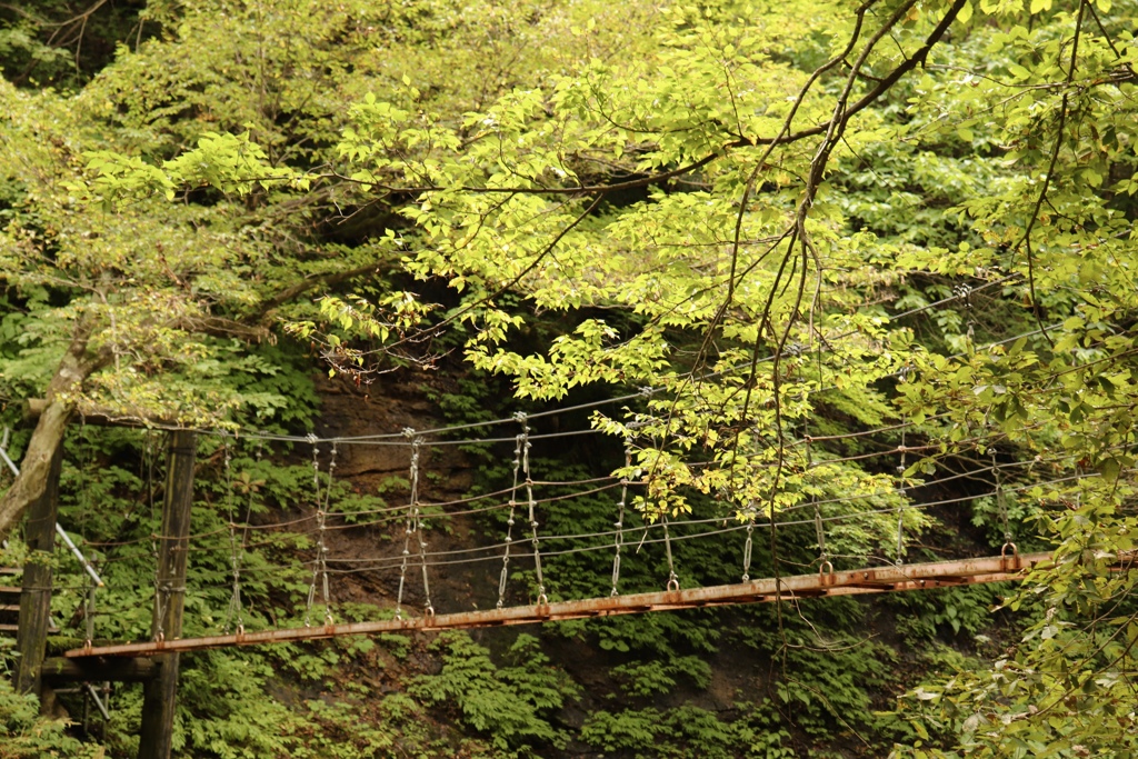 緑の中の吊り橋