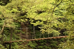 緑の中の吊り橋