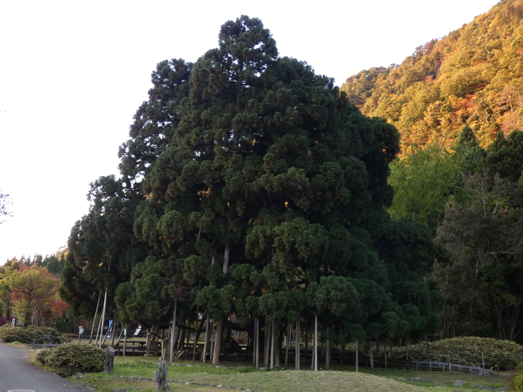 樹齢600余年は何を見てきたのか