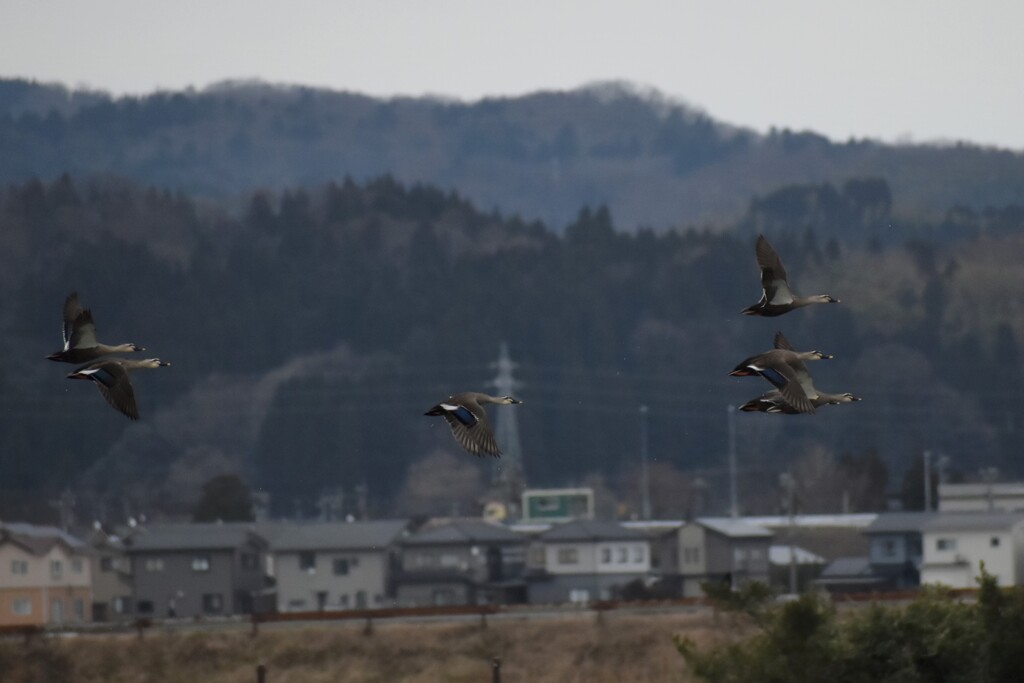 野鳥撮影14