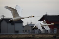 野鳥撮影1