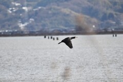 野鳥撮影６