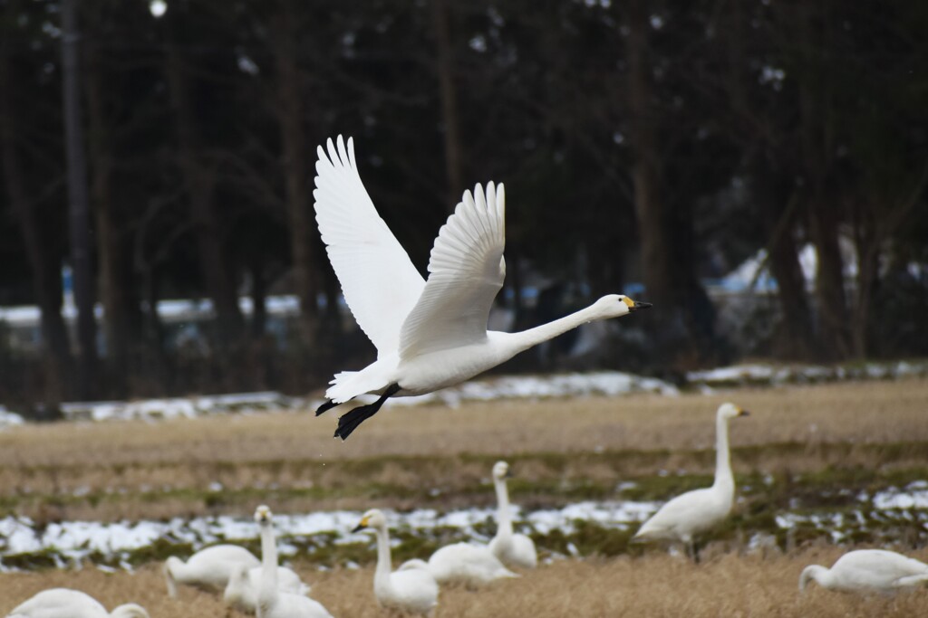 野鳥撮影１