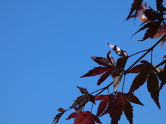秋晴れ