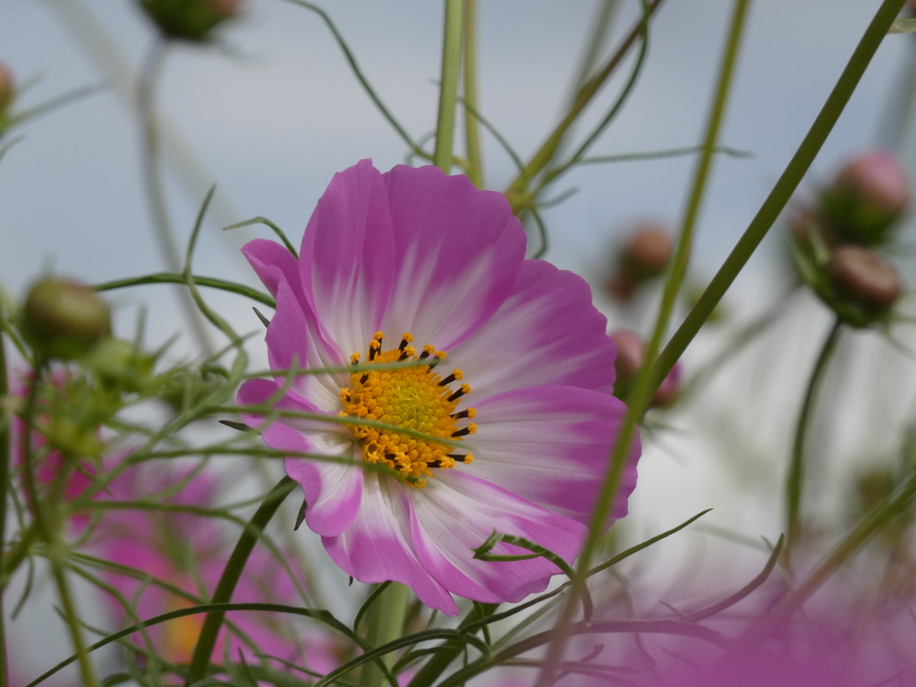 P1020423