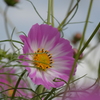 P1020423