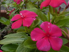 雨上がりの名も知らぬ花３