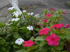 雨上がりの名も知らぬ花２