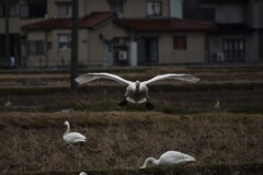 野鳥撮影3